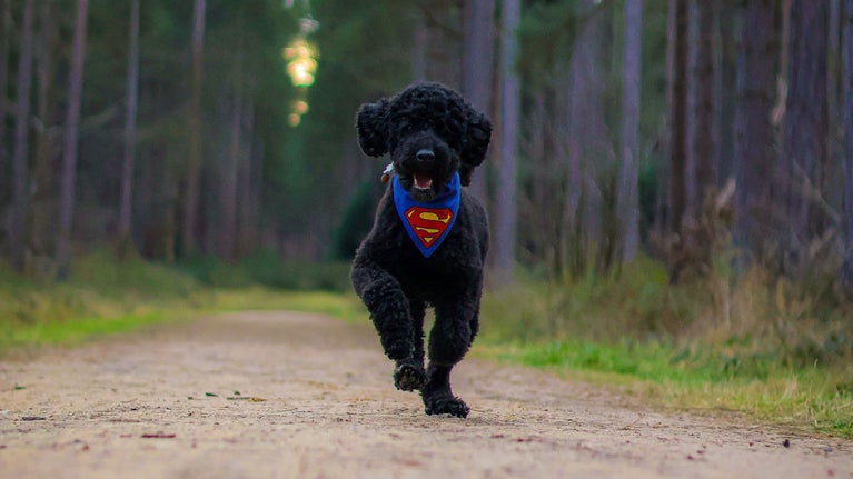 Reggie enjoying a walk at Clumber Park